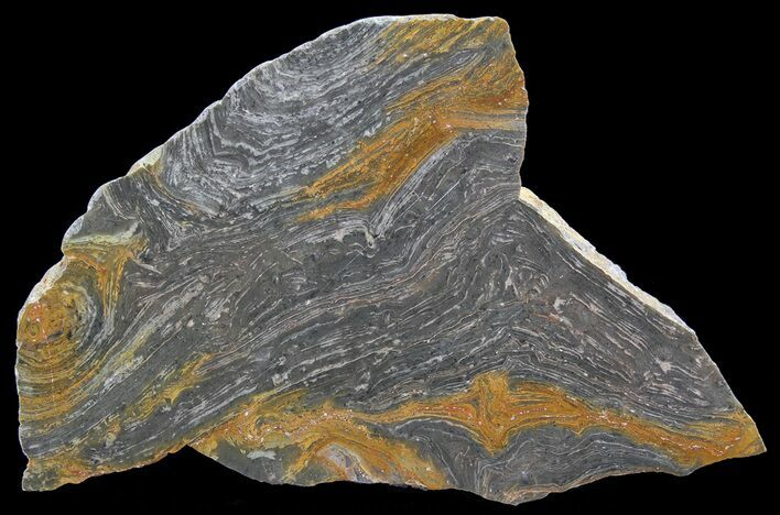 Polished, Mesoproterozoic Stromatolite (Conophyton) - Australia #65045